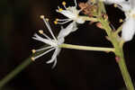 Coastal false asphodel